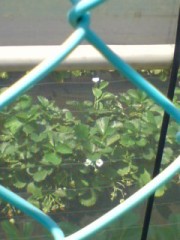 誘惑の甘い香り　(*'v`!艸)