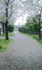 桜色のじゅうたん