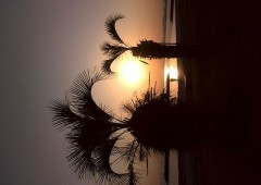 【お題日記】癒しを感じる時ってどんな時？