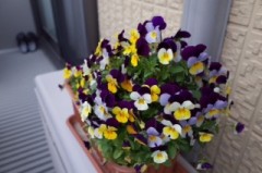 【お題日記】隠れてHな事をした経験はありますか？