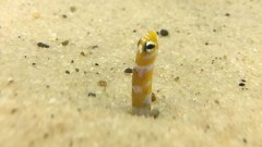 【お題日記】私の本音、ぶっちゃけ異性の何が気になる？