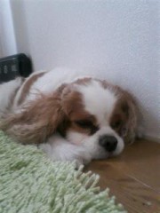 イーモバイル。。