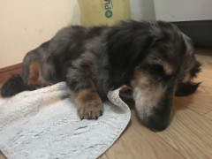 ディズニーランドのハロウィン行きたい