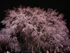 夜桜　「六義園」