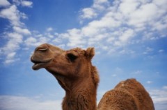 らくご☆らくだ