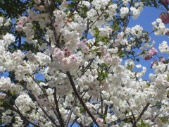 そんなわけで通り抜け