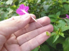 白粉花（オシロイバナ）