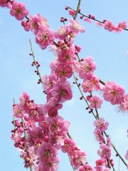 国会中継
