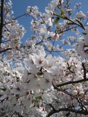 月日は百代の過客にして…