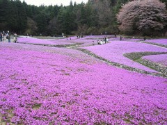 花言葉は『臆病な心』
