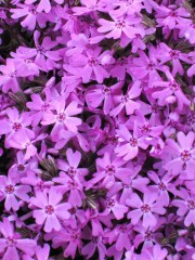 あべの　Ｑ’Ｓ　ＭＡＬＬ