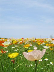 ＵＰ＆ＤＯＷＮ