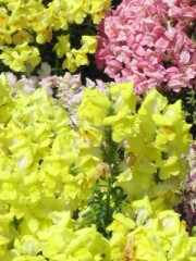 こっちも写真だけ