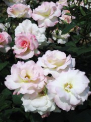 『花びらは散る、花は散らない』