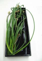 植物（花）音痴・・・です！（キッパリ！）