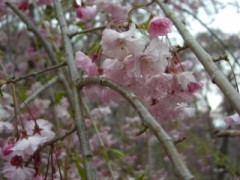 枝垂桜が５分咲き