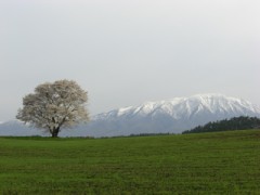 撮ったど～！！小岩井一本桜