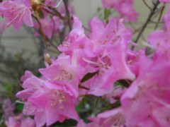 コメレス頑張ります！