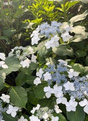 【お題日記】毎日体重測定してる？