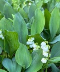 【お題日記】体重毎日チェックしてる？