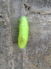 ん？コレなに？