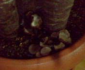 ヽ(ヽﾟﾛﾟ)ﾋｲｨｨｨ!!●ﾋｲｨｨｨ!!(ﾟﾛﾟﾉ)ﾉ