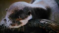 【お題日記】あなたの好きな動物