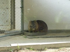 【お題日記】休日どれくらい寝てる？　　珍しい動物？？？　　「ん？いけないの？？」