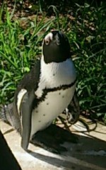 【お題日記】好きな動物 私のお題が来たーーー(笑)