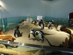 【お題日記】飼ってみたい動物　＋　ん？？何か違った動物が・・・