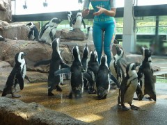 【お題日記】苦手なことを克服する方法 ＋ 京都水族館