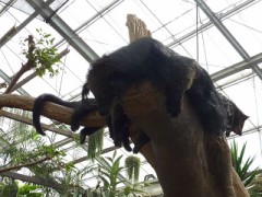 【お題日記】あなたの得意なスポーツは？