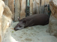 神戸どうぶつ王国