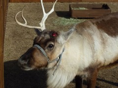 トナカイさん、痛そう