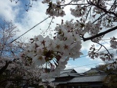 【お題日記】この春も挑戦！