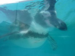 やっぱり、顔の識別できてるんじゃ？！？