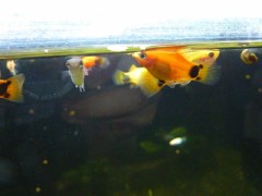 ミッキーマウスの魚？？？？