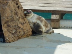 クソばかり(笑)