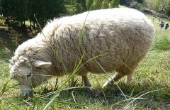 【お題日記】かわいい動物画像