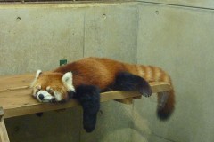 流石にお疲れ様ですね(._.)