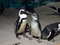 新しい水族館？？神戸アトア