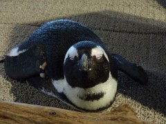 こういうの見たらホント癒されますよね～～～