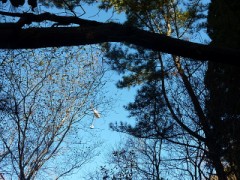 丸太以外も？！？