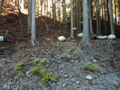 憩いの場らしい