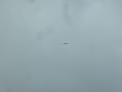 そうそう、トンビ？もいましたよ！