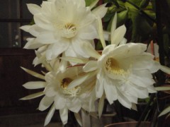 とても素敵な香織です☆