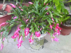 可愛い花が咲きました(^o^)/