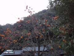 子供の頃の【秋の味覚】