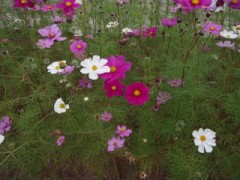 コスモス～秋桜～