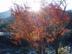 深まり行く秋～もみじの紅葉